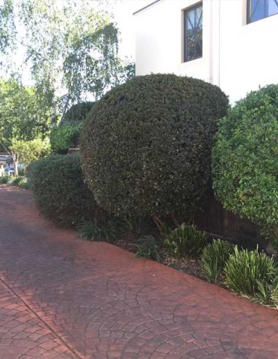 garden services contractors Adelaide Genesis Landscapes