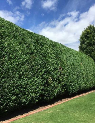 garden services contractors Adelaide Genesis Landscapes