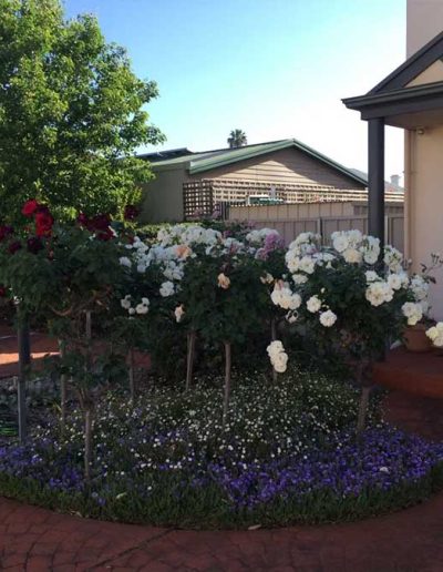 garden services contractors Adelaide Genesis Landscapes