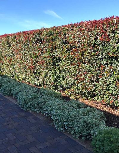 garden services contractors Adelaide Genesis Landscapes