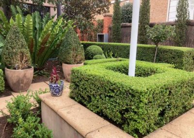 North Adelaide hedge trimming and topiary