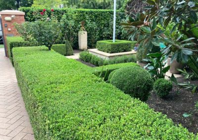 North Adelaide hedge trimming and topiary