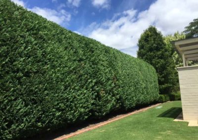 Unley hedge trimming and garden maintenance